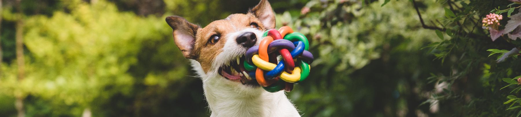 A dog with a chew toy